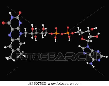 Flavin adenine dinucleotide FAD molecule View Large Illustration Drawing - Flavin adenine dinucleotide FAD molecule. Fotosearch