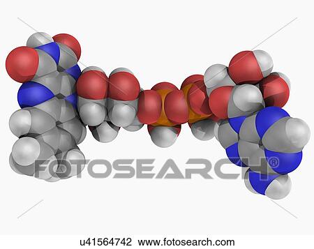 Flavin adenine dinucleotide FAD molecule View Large Illustration Drawing - Flavin adenine dinucleotide FAD molecule. Fotosearch