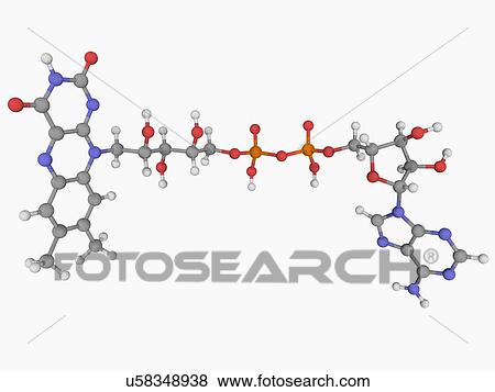 Flavin adenine dinucleotide FAD molecule View Large Illustration Stock Illustration - Flavin adenine dinucleotide FAD molecule. Fotosearch
