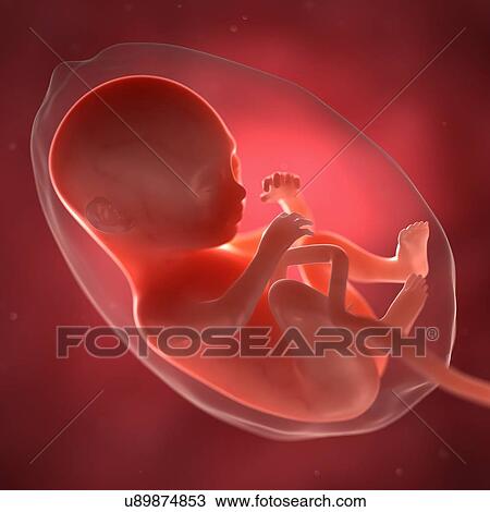 Foetus at 28 weeks, artwork View Large Illustration Drawing - Foetus at 28 weeks, artwork. Fotosearch