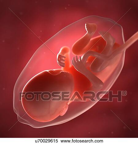 Stock Illustration - Foetus at 28 weeks, artwork. Fotosearch