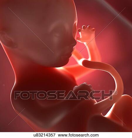 Stock Illustration - Foetus at 28 weeks, artwork. Fotosearch