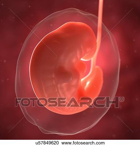 Clipart - Foetus at 6 weeks, artwork. Fotosearch