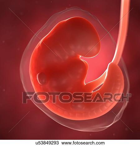 Foetus at 6 weeks, artwork View Large Illustration Drawing - Foetus at 6 weeks, artwork. Fotosearch