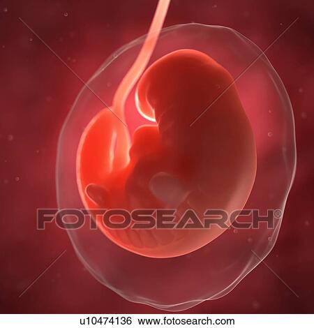 Stock Illustration - Foetus at 6 weeks, artwork. Fotosearch