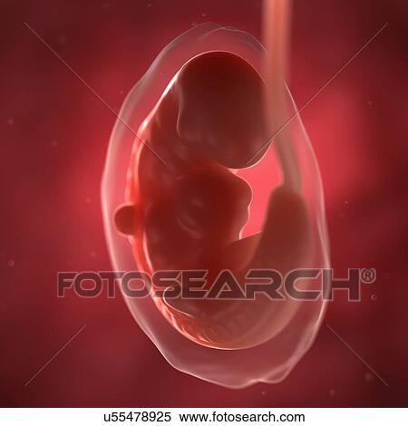 Stock Illustration - Foetus at 6 weeks, artwork. Fotosearch