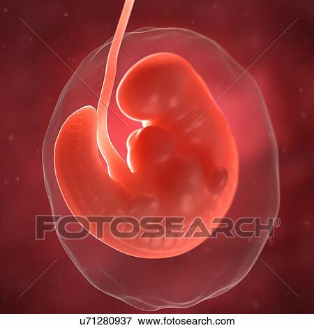 Foetus at 6 weeks, artwork View Large Illustration Stock Illustration - Foetus at 6 weeks, artwork. Fotosearch