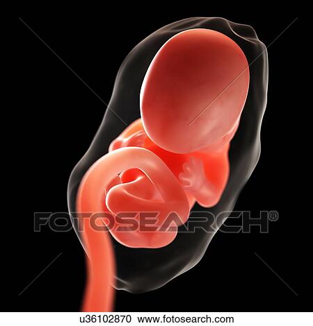 Clipart - Foetus at 7 weeks, artwork. Fotosearch