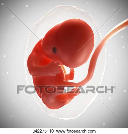 Foetus at 7 weeks, artwork View Large Illustration Clipart - Foetus at 7 weeks, artwork. Fotosearch