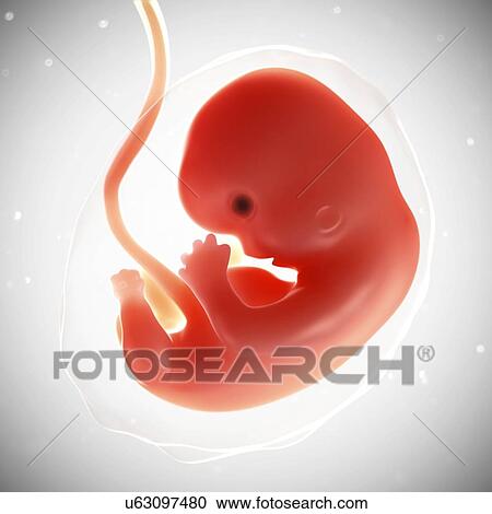 Foetus at 7 weeks, artwork View Large Illustration Clipart - Foetus at 7 weeks, artwork. Fotosearch