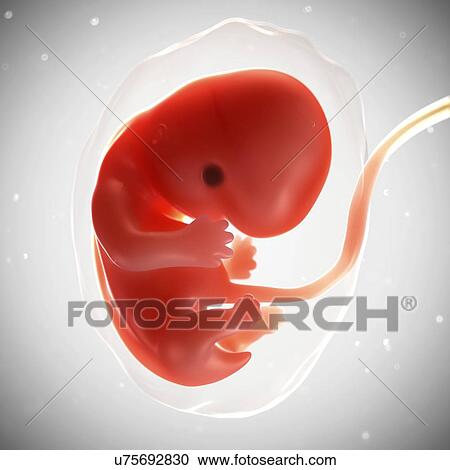 Clipart - Foetus at 7 weeks, artwork. Fotosearch