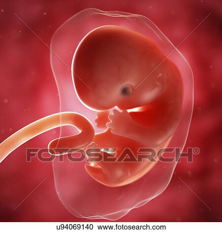 Foetus at 7 weeks, artwork View Large Illustration Clipart - Foetus at 7 weeks, artwork. Fotosearch