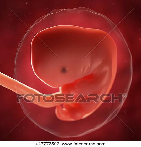 Foetus at 7 weeks, artwork View Large Illustration Drawing - Foetus at 7 weeks, artwork. Fotosearch