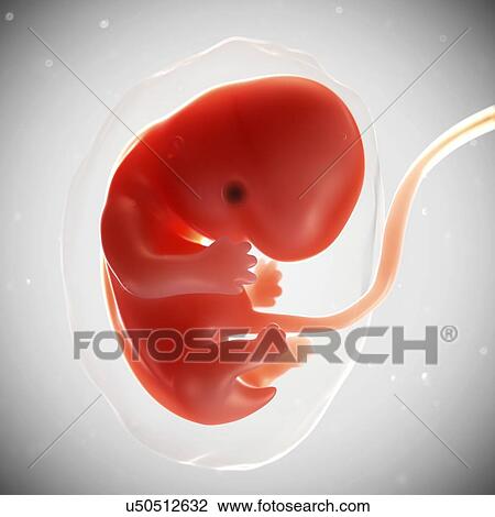 Foetus at 7 weeks, artwork View Large Illustration Drawing - Foetus at 7 weeks, artwork. Fotosearch