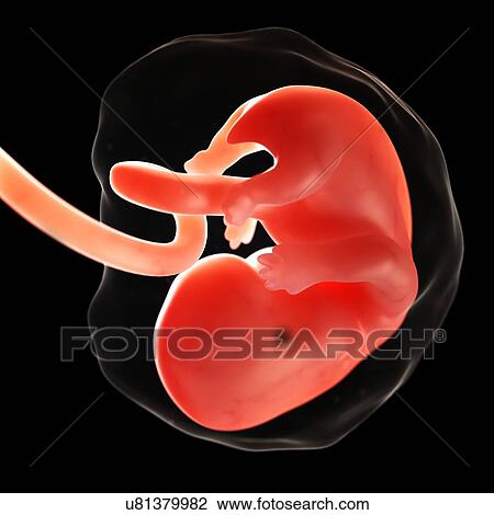 Drawing - Foetus at 7 weeks, artwork. Fotosearch