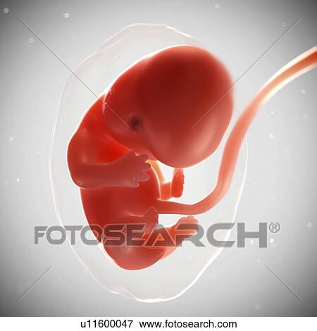 Foetus at 7 weeks, artwork View Large Illustration Stock Illustration - Foetus at 7 weeks, artwork. Fotosearch