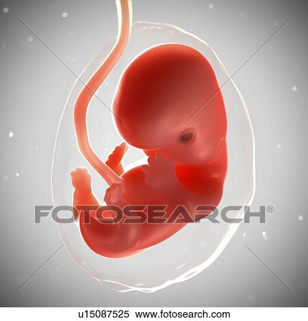 Foetus at 7 weeks, artwork View Large Illustration Stock Illustration - Foetus at 7 weeks, artwork. Fotosearch