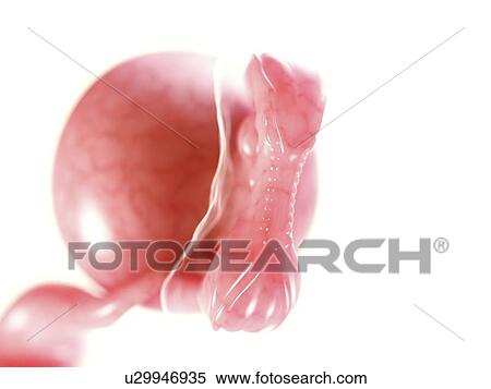 Foetus at 7 weeks, artwork View Large Illustration Stock Illustration - Foetus at 7 weeks, artwork. Fotosearch