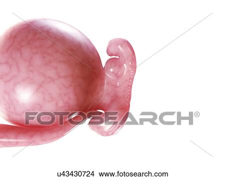 Stock Illustration - Foetus at 7 weeks, artwork. Fotosearch