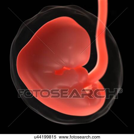 Stock Illustration - Foetus at 7 weeks, artwork. Fotosearch