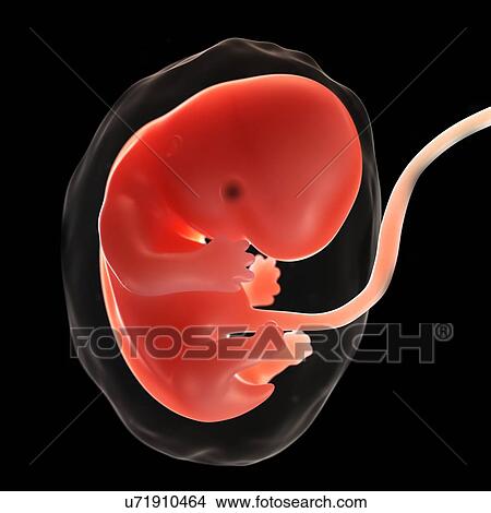 Foetus at 7 weeks, artwork View Large Illustration Stock Illustration - Foetus at 7 weeks, artwork. Fotosearch