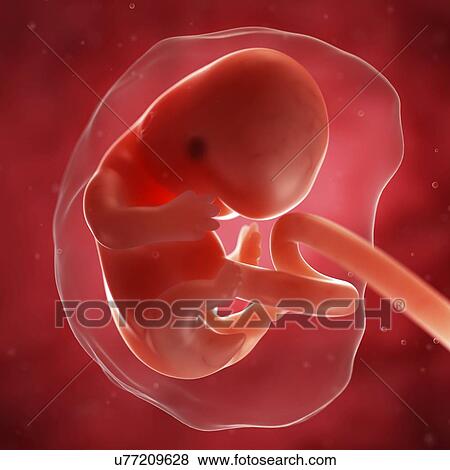 Stock Illustration - Foetus at 7 weeks, artwork. Fotosearch