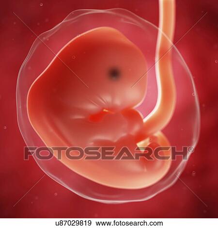 Foetus at 7 weeks, artwork View Large Illustration Stock Illustration - Foetus at 7 weeks, artwork. Fotosearch