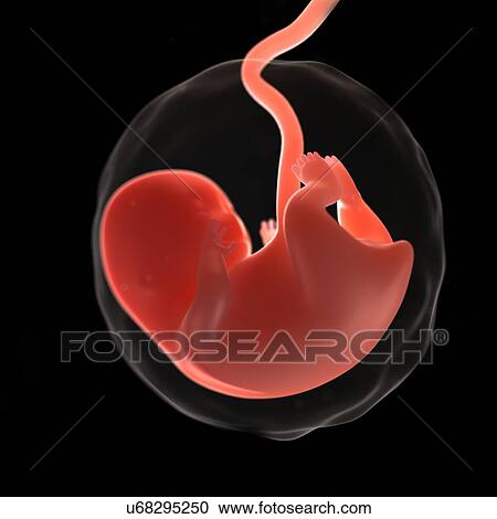 Foetus at 8 weeks, artwork View Large Illustration Clipart - Foetus at 8 weeks, artwork. Fotosearch