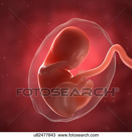 Foetus at 8 weeks, artwork View Large Illustration Drawing - Foetus at 8 weeks, artwork. Fotosearch