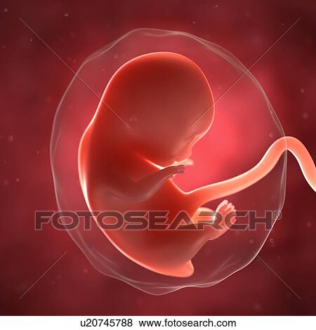 Foetus at 8 weeks, artwork View Large Illustration Stock Illustration - Foetus at 8 weeks, artwork. Fotosearch