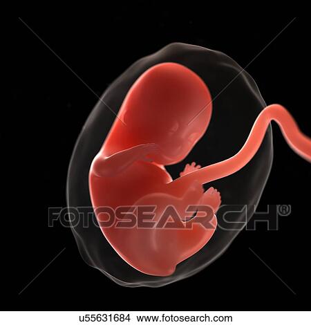Stock Illustration - Foetus at 8 weeks, artwork. Fotosearch