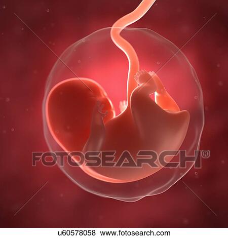 Foetus at 8 weeks, artwork View Large Illustration Stock Illustration - Foetus at 8 weeks, artwork. Fotosearch