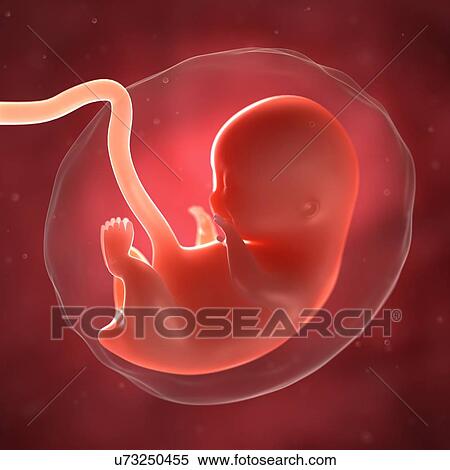 Foetus At 8 Weeks Artwork Stock Illustration U Fotosearch