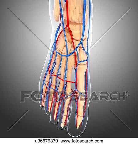 Clipart - Foot anatomy, artwork. Fotosearch