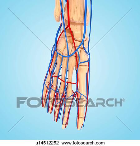 Foot anatomy, artwork View Large Illustration Drawing - Foot anatomy, artwork. Fotosearch