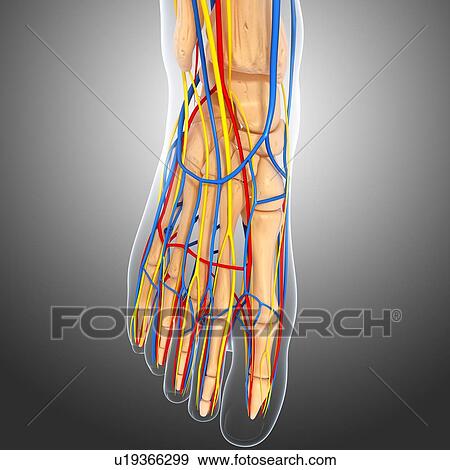 Stock Illustration - Foot anatomy, artwork. Fotosearch
