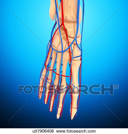 Stock Illustration - Foot anatomy, artwork. Fotosearch