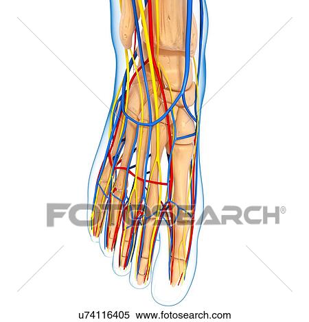 Stock Illustration - Foot anatomy, artwork. Fotosearch