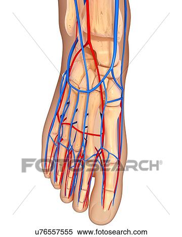Foot anatomy, artwork View Large Illustration Stock Illustration - Foot anatomy, artwork. Fotosearch