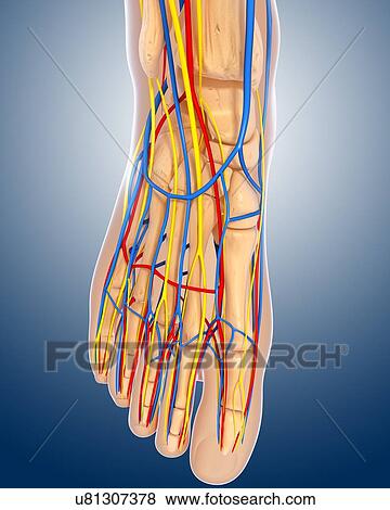 Stock Illustration - Foot anatomy, artwork. Fotosearch