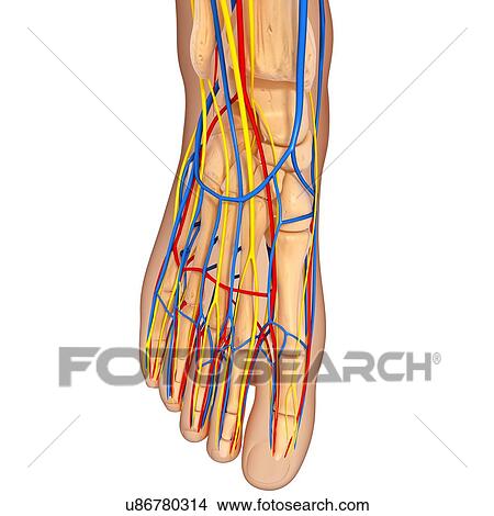 Foot anatomy, artwork View Large Illustration Stock Illustration - Foot anatomy, artwork. Fotosearch