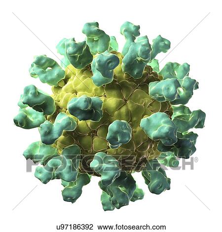 Drawing - Foot and mouth disease virus particle. Fotosearch