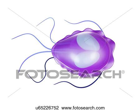 Drawing - Giardia protozoan, artwork. Fotosearch