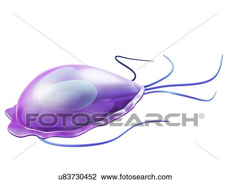 Drawing - Giardia protozoan, artwork. Fotosearch