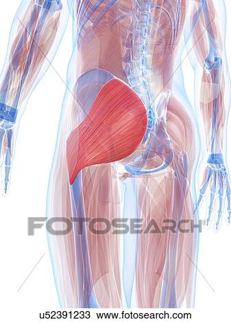 Drawing - Gluteus maximus muscle, artwork. Fotosearch