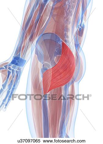 Gluteus maximus muscle, artwork View Large Illustration Stock Illustration - Gluteus maximus muscle, artwork. Fotosearch