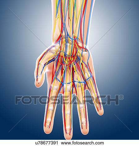 Clip Art - Hand anatomy, artwork. Fotosearch