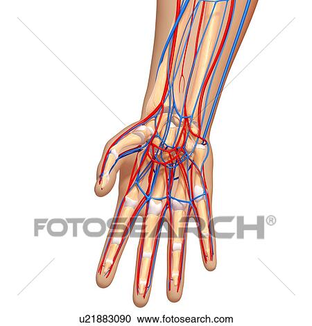 Hand anatomy, artwork View Large Illustration Clipart - Hand anatomy, artwork. Fotosearch
