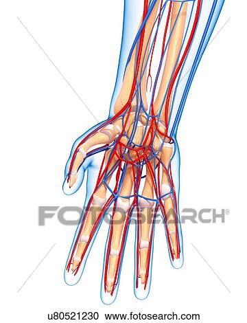 Hand anatomy, artwork View Large Illustration Clipart - Hand anatomy, artwork. Fotosearch