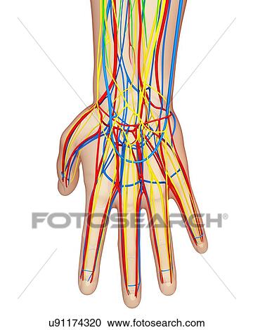 Clipart - Hand anatomy, artwork. Fotosearch